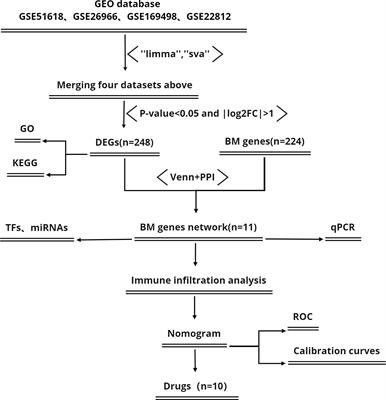 A novel risk model based on the correlation between the expression of basement membrane genes and immune infiltration to predict the invasiveness of pituitary adenomas